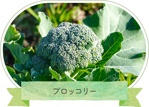 ブロッコリー