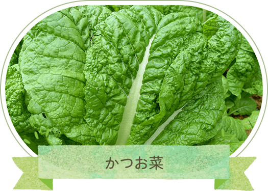かつお菜