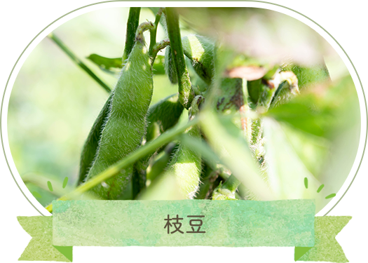 枝豆